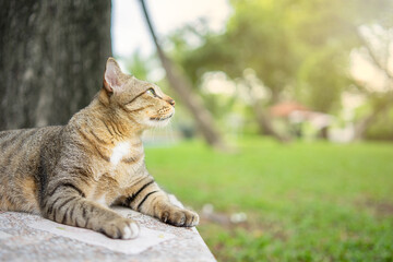 portrait a cat in a garden with beautiful green grass in it and bright orange light