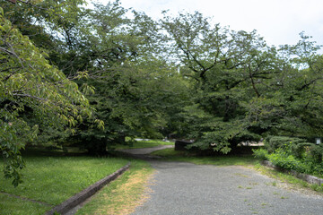 公園の道