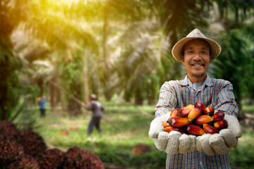 Palm oil farmer showing palm oil nuts with palm harvesting background.