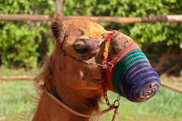 camel with a mouth cover in a bedouin settlement in the desert to avoid bites and spitting