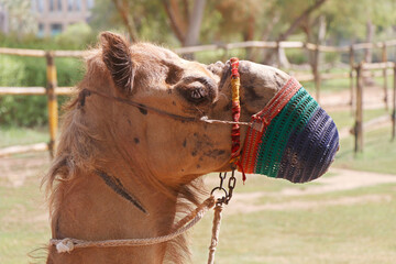 camel with a mouth cover in a bedouin settlement in the desert to avoid bites and spitting