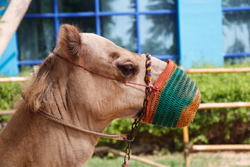 camel with a mouth cover in a bedouin settlement in the desert to avoid bites and spitting