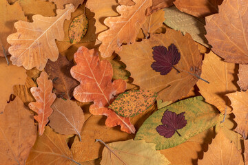 Autumn brown dry leaves background. Flat lay.