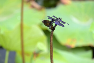 交尾中のチョウトンボ