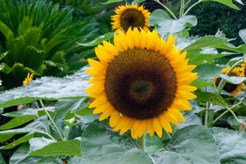 大輪のひまわり