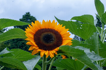 大輪のひまわり