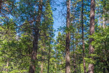 Yosemite National Park is in California’s Sierra Nevada mountains. It’s famed for its giant, ancient sequoia trees, and for Tunnel View, the iconic vista, Upper Yosemite Falls.
