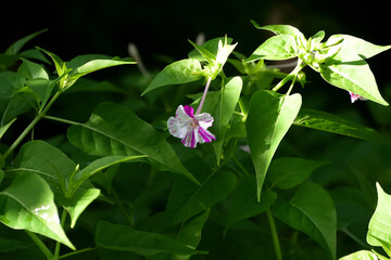 白地にピンクの絞り模様があるオシロイバナ