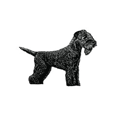 Lakeland Terrier hand drawing vector illustration isolated on background
