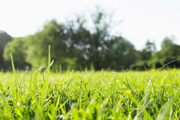 green grass in the park close-up.Beautiful landscape