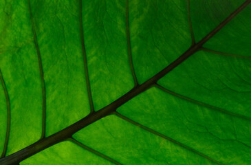 green leaf texture