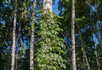 A plant with leaves wrapped around a tree trunk