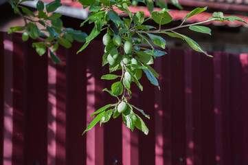 A plum branch with fruits is visible at the fence