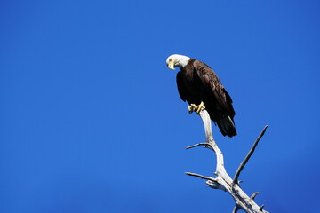 Bald Eagle on a Dead Tree's Branch, looking down - 517600566