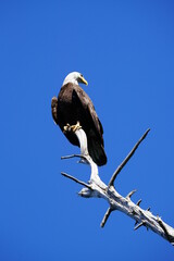 Bald Eagle perched on a Dead Tree - 517600568