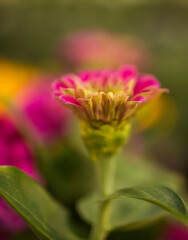 A pink Common Zinnia