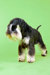 miniature schnauzer black and silver on color background 