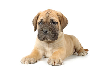 bullmastiff puppy isolated 