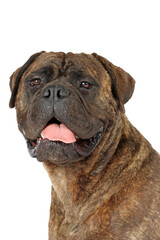 portrait of bullmastiff isolated on white background