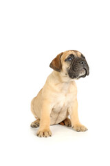 bullmastiff  puppy sitting isolated on white background