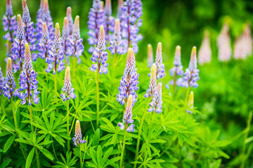 Lupine flowers growth on the field. Shallow depth of field. Selective focus.