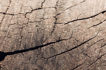 Cracks in the stump