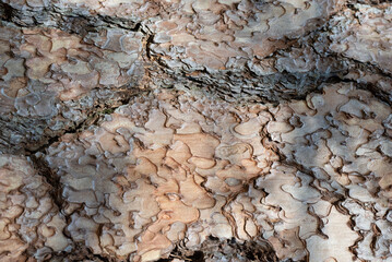 Yosemite National Park is in California’s Sierra Nevada mountains. It’s famed for its giant, ancient sequoia trees, and for Tunnel View, the iconic vista, Upper Yosemite Falls, Yosemite National Park