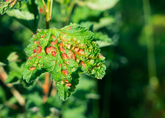 Leaf of a red currant of the amazed sheet plant louses