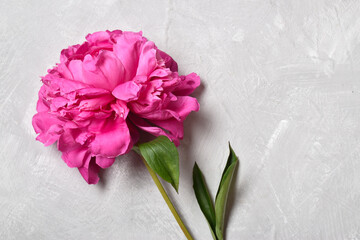 A close-up of a pink peony flower lies on a gray background. minimalism. Space for copying. Flat position, top view