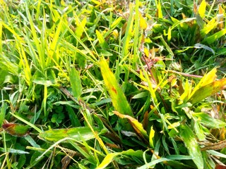 green field