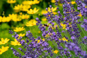 北海道で咲く綺麗なラベンダー