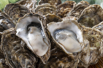 新鮮で美味しい牡蠣