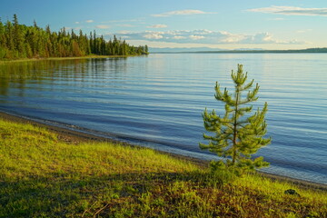 Shore of Green Lake, South Cariboo Region, British Columbia, with single coniferous tree - 517603311
