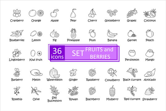 Berries and fruit icon set. Simple concise images of  with names. Collection of icons in outlines.  Grapes, barberry, orange, lemon, apple, banana, strawberry, mulberry and others. Vector, eps
