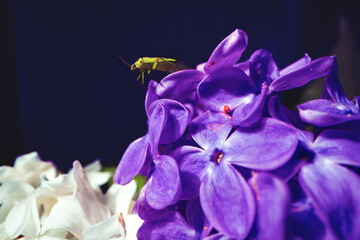 Macro image of spring lilac violet flowers