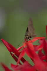 butterfly on flower