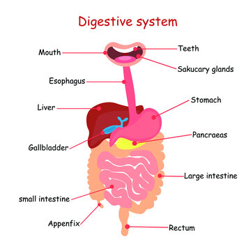 Digestive system vector human body vector illustration internal organs lungs, heart, liver, stomach (healthcare and medical concept)