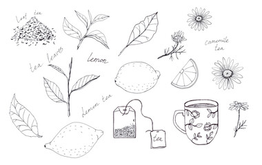 Illustration of  black and white tea set with lemon, camomile, tea leaves and cup isolated on white background