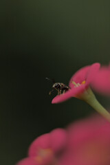 bee on flower
