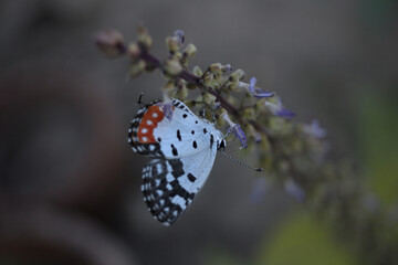 butterfly on a flower
