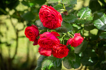 A bush of red roses in the rays of the sun in summer morning garden.