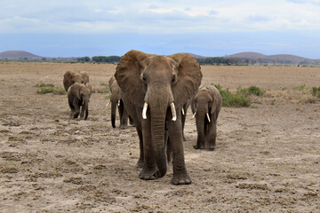 Obraz premium Familia de elefantes