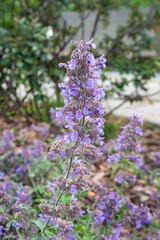 Blooming lilac-blue perennial Nepeta faassenii Six Hills Giant flowers in the park. Photo for a garden center or plant nursery catalog. Close-up. Landscaping.
