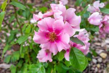 Beautiful blooming buds or inflorescences of a Rosa floribunda See you in pink close-up. Photo for the catalog of plants of the garden center or plant nursery. Persian hybrid.