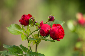 Fototapeta premium A bush of red roses in the rays of the sun in summer morning garden, blured green background.