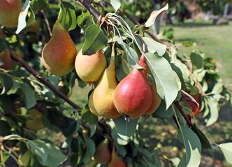 Ripe yellow and red pears hanging on the branch in summertime before the crop.