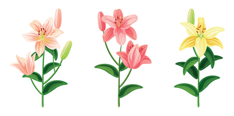 Set of beautiful lilies in cartoon style. Vector illustration of spring and summer flowers large and small sizes with closed and open buds on white background.