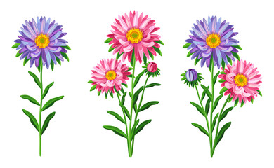 Set of beautiful purple and pink aster in cartoon style. Vector illustration of spring and summer flowers large and small sizes with closed and open buds on white background.