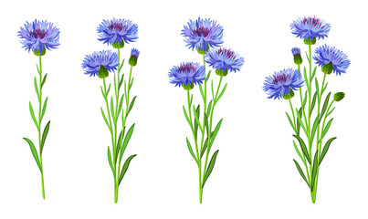 Set of beautiful blue cornflowers in cartoon style. Vector illustration of spring and summer flowers large and small sizes with closed and open buds on white background.