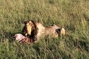León alimentándose en la sabana